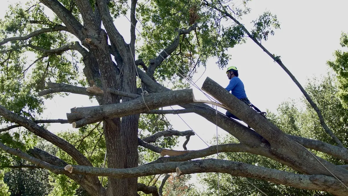 Professional Hazardous Tree Removal performed by certified arborists in Afton