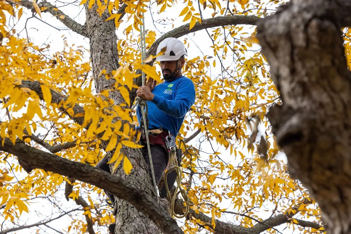 Skilled Tree Trimming crew working in Afton
